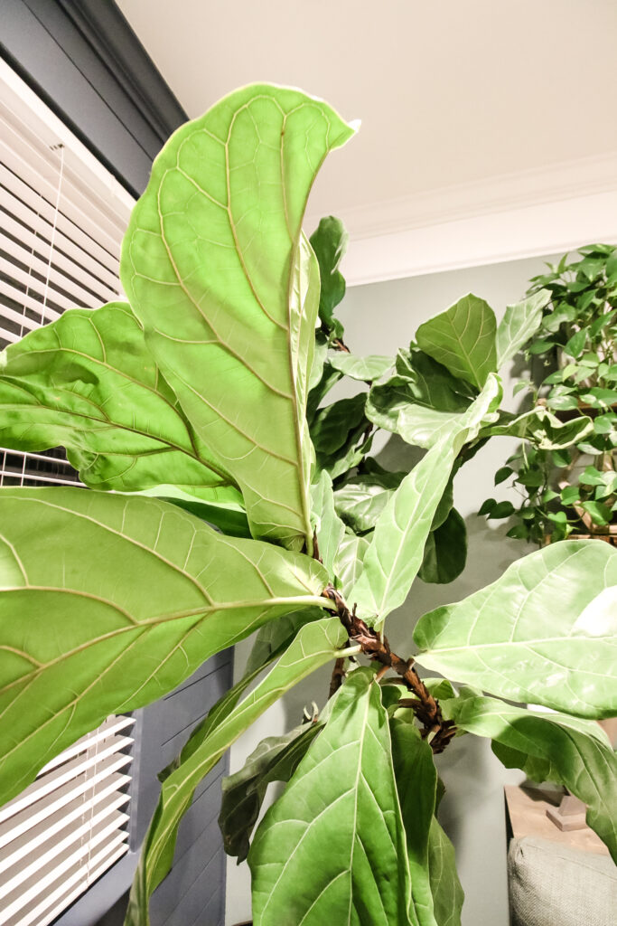 close up of fiddle leaf fig leaves