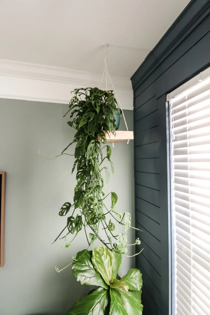 Swiss cheese plant hanging from hanging plant shelf