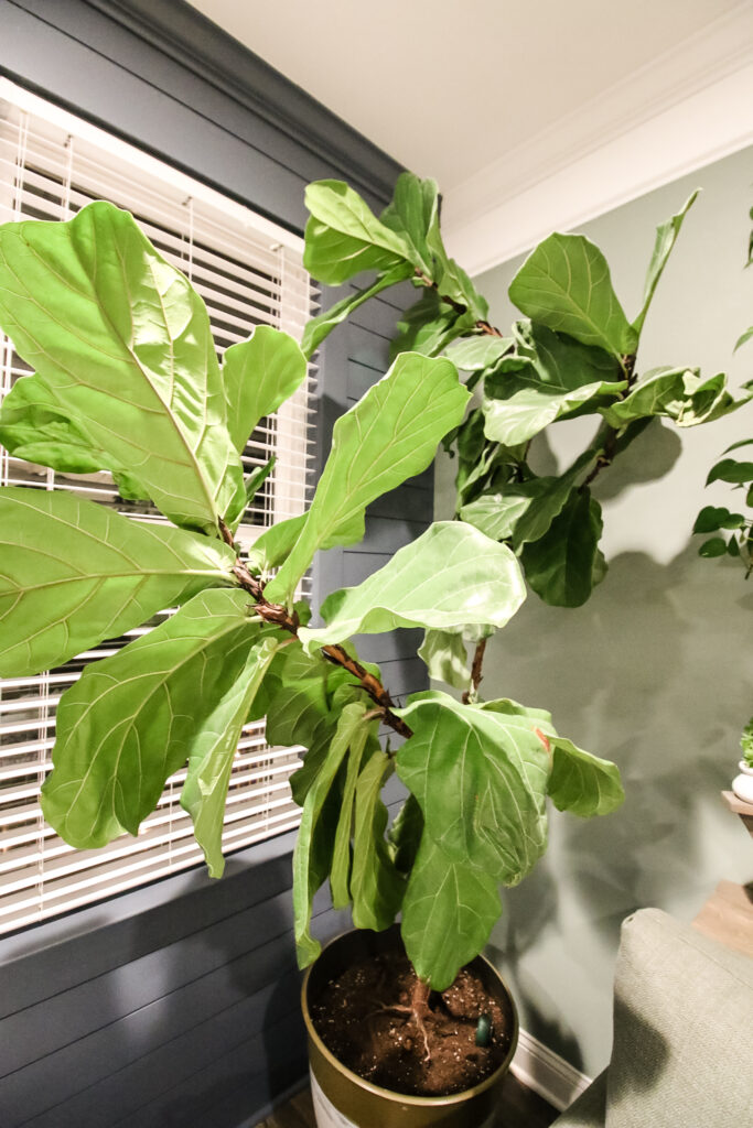 branch of fiddle leaf fig plant