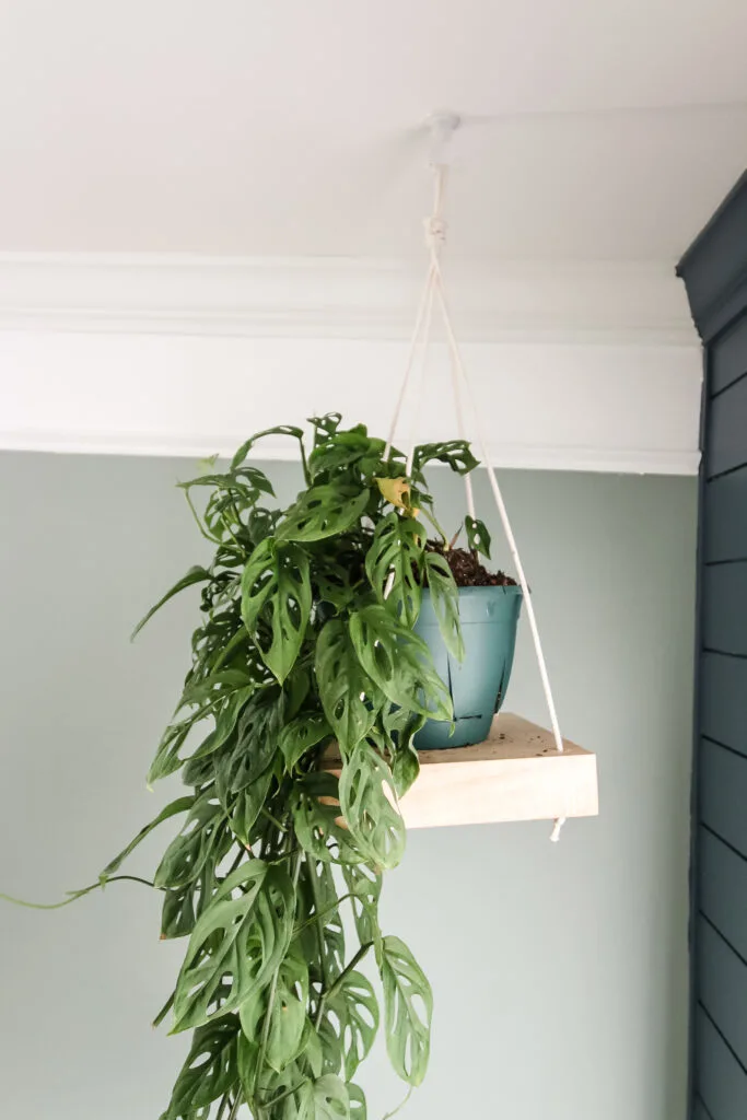 DIY hanging plant shelf with swiss cheese plant