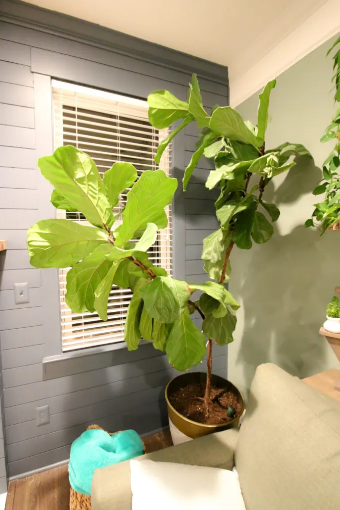 fiddle leaf fig in a corner