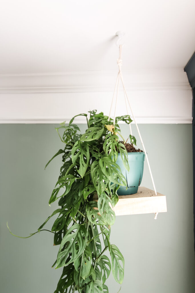 Hanging plant shelf with swiss cheese plant