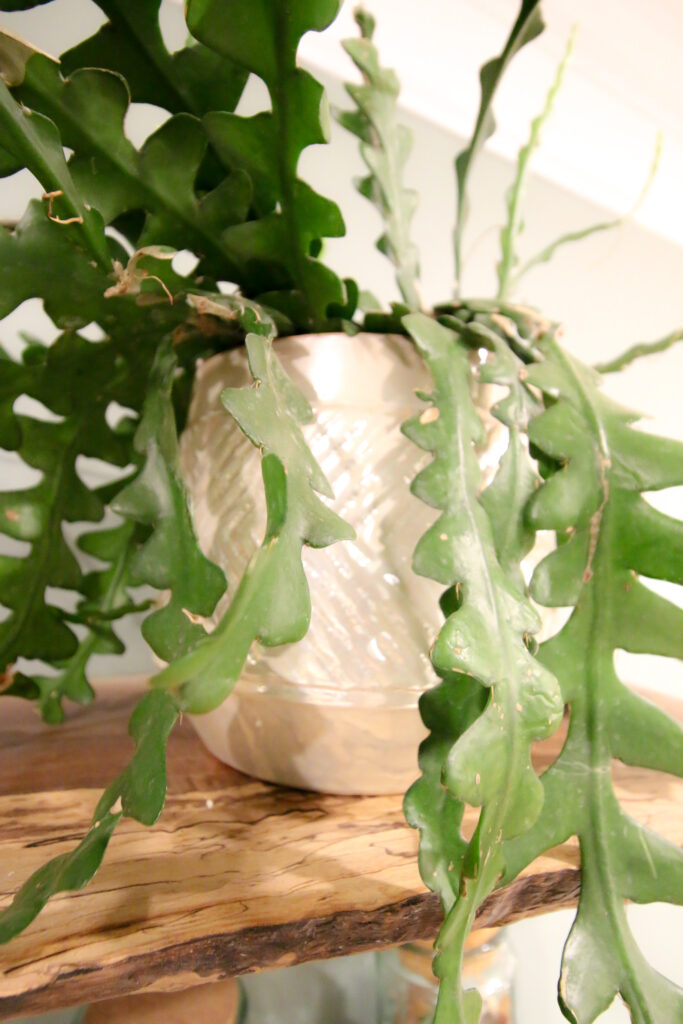 close up of zig zag cactus