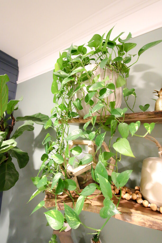 potted golden pothos on a shelf