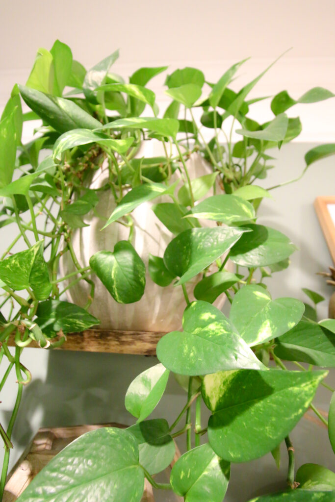 potted golden pothos on a shelf