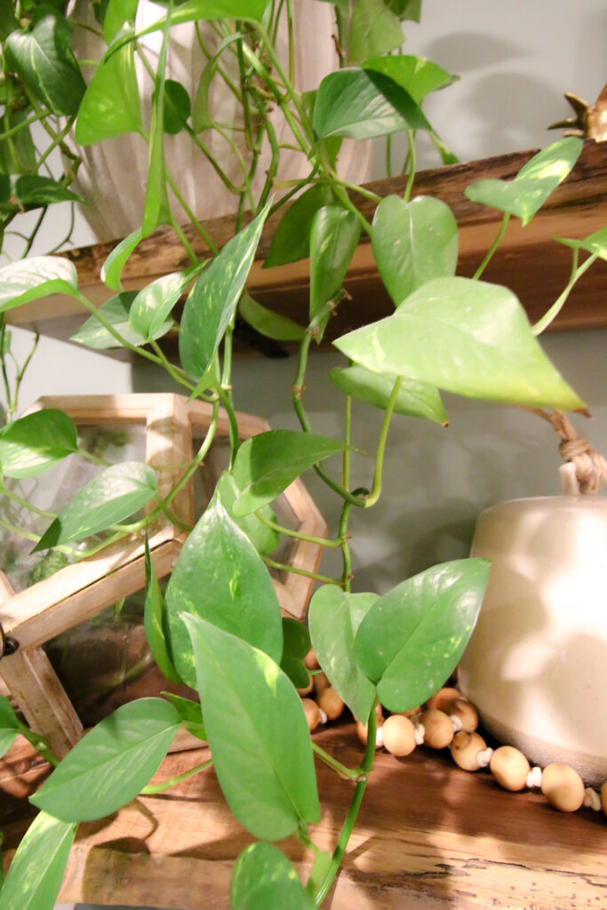 potted golden pothos on a shelf