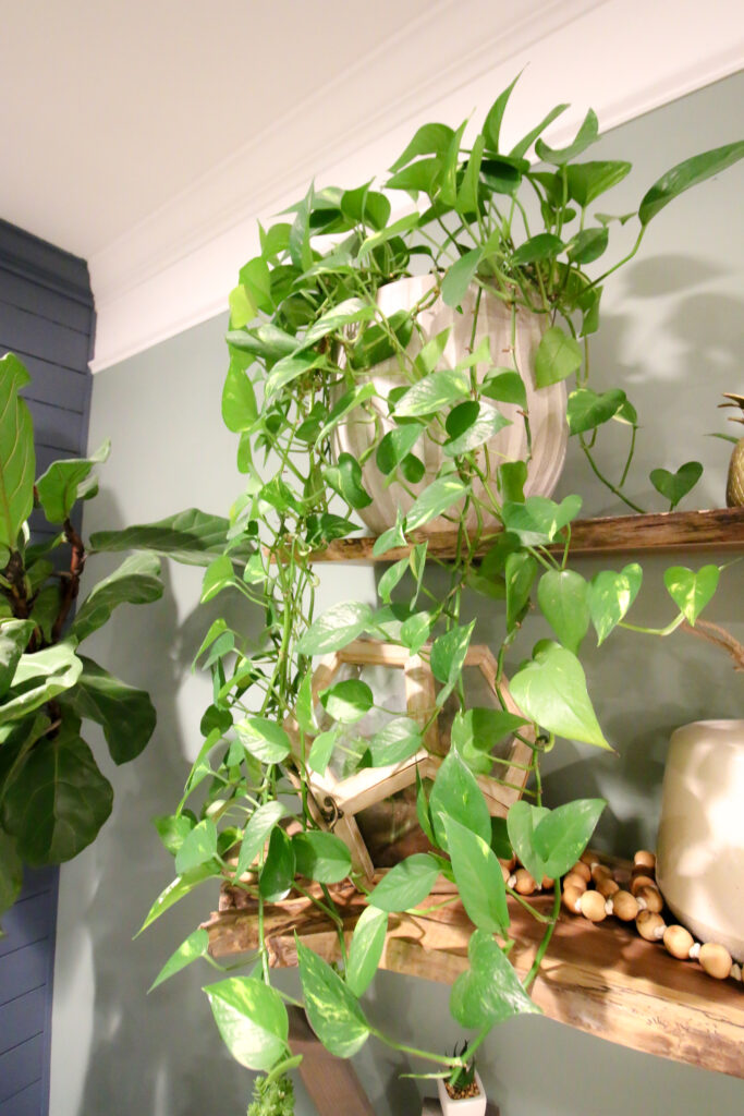 potted golden pothos on a shelf