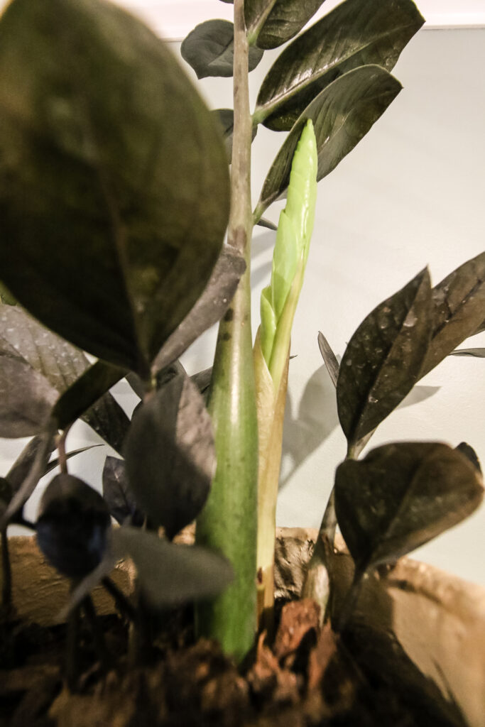 bright green new growth on a raven ZZ plant