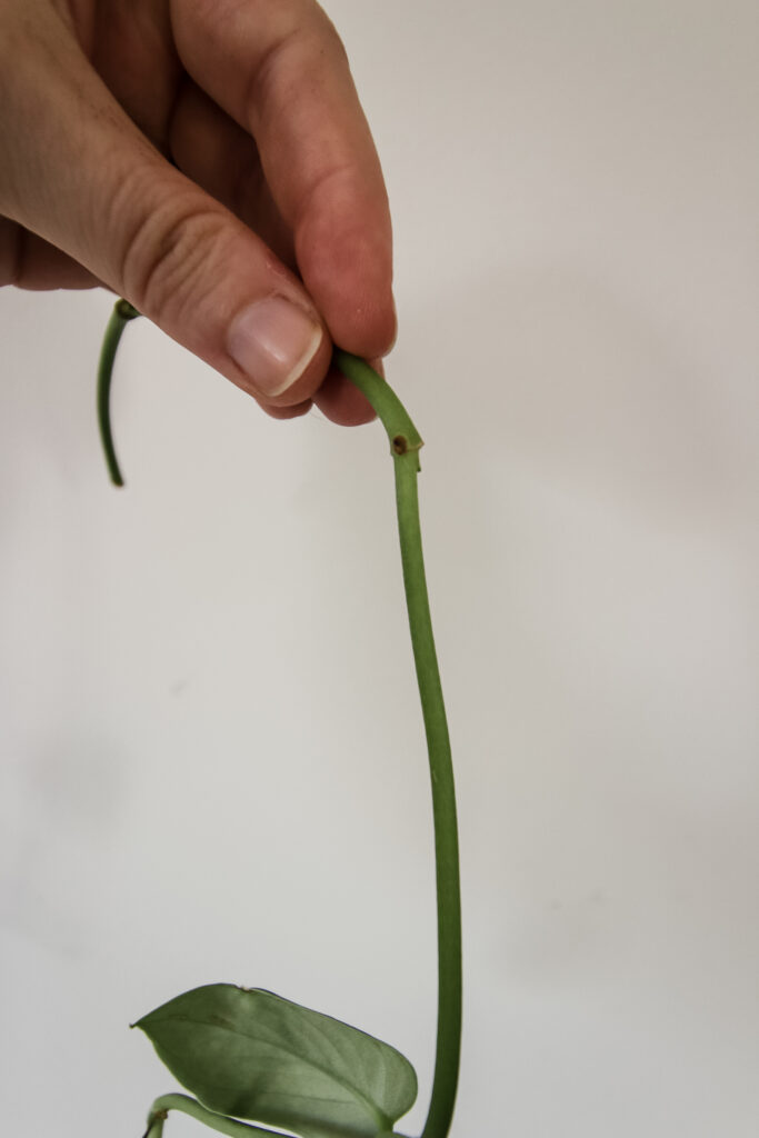 node on a satin pothos cutting