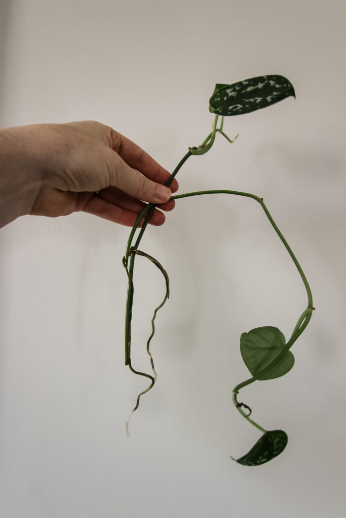 satin pothos cuttings with roots