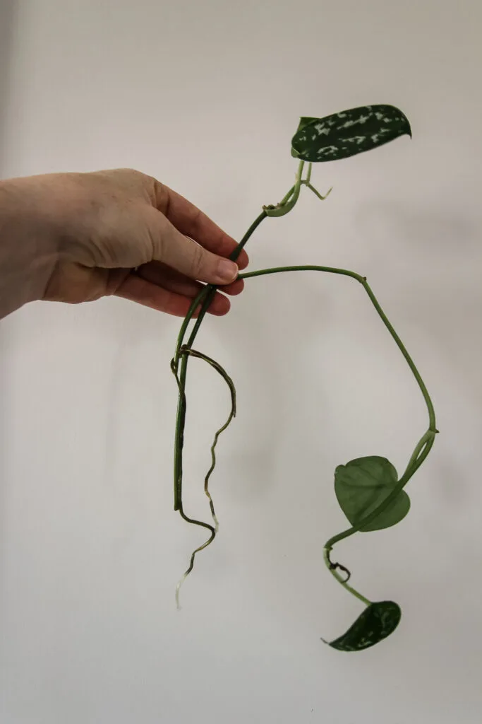 satin pothos cuttings with roots