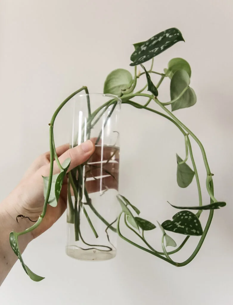 satin pothos cutting rooted