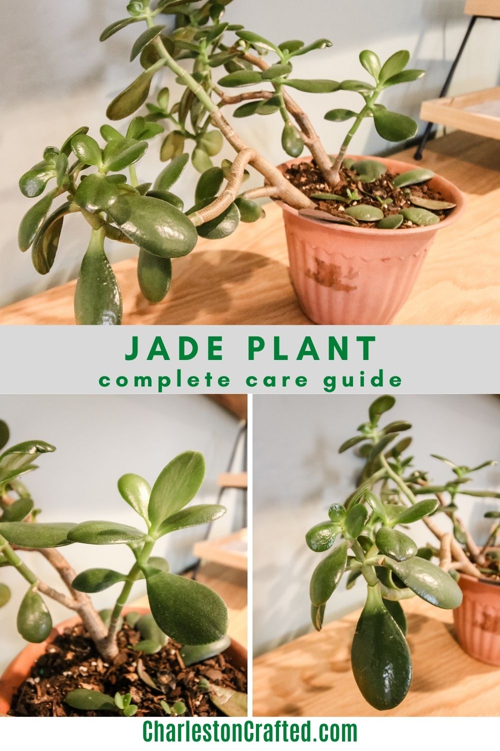 Jade plant care guide