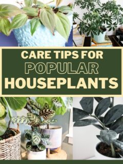 care tips for popular houseplants