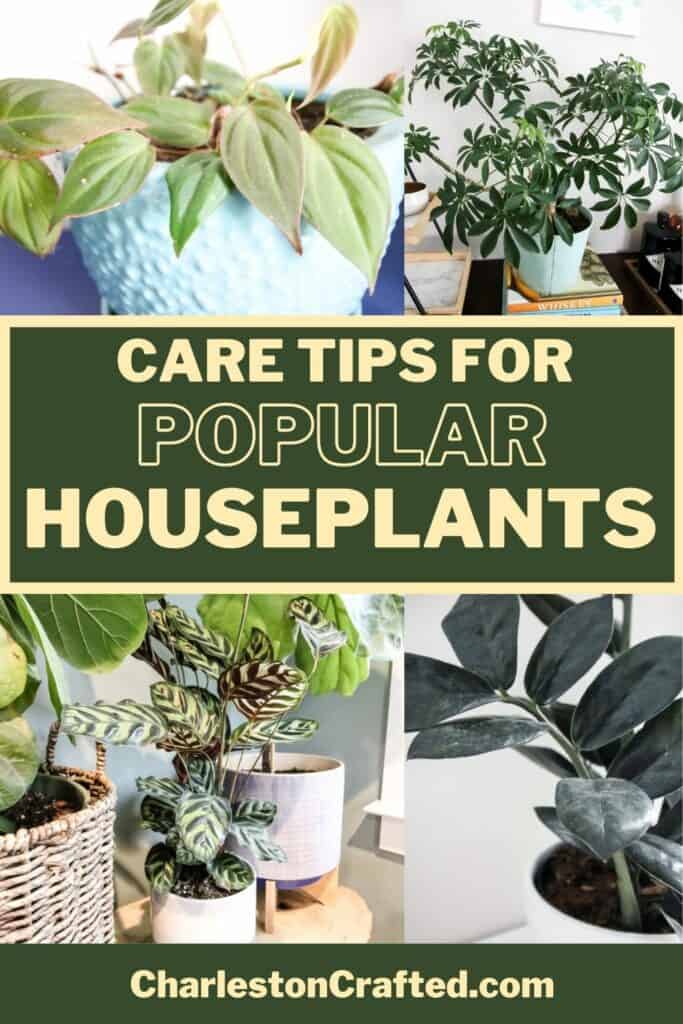 care tips for popular houseplants