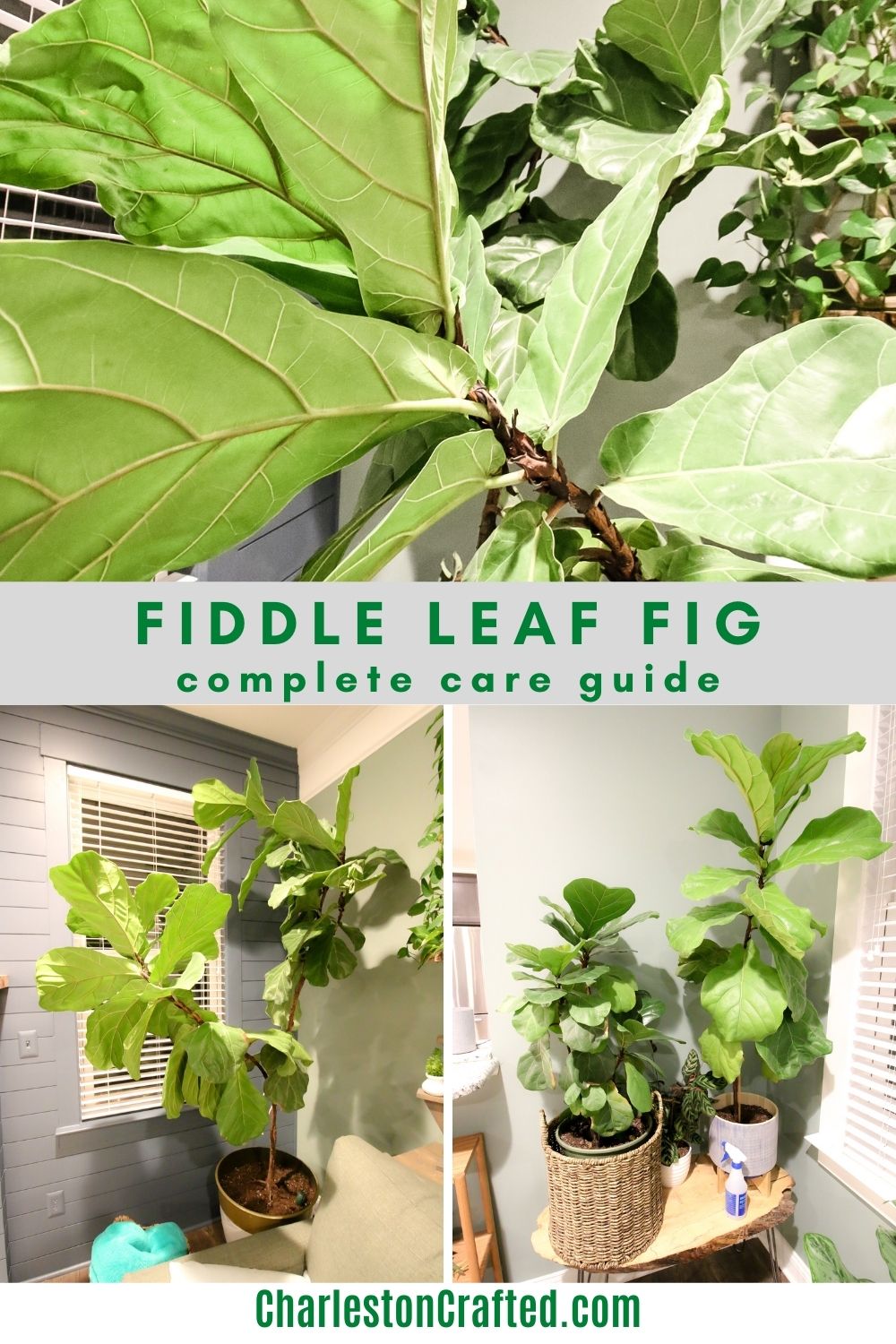 fiddle leaf fig plant care guide