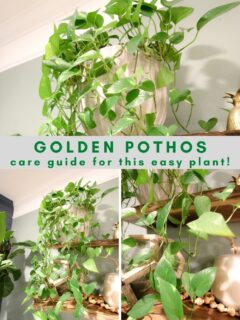 golden pothos plant care guide