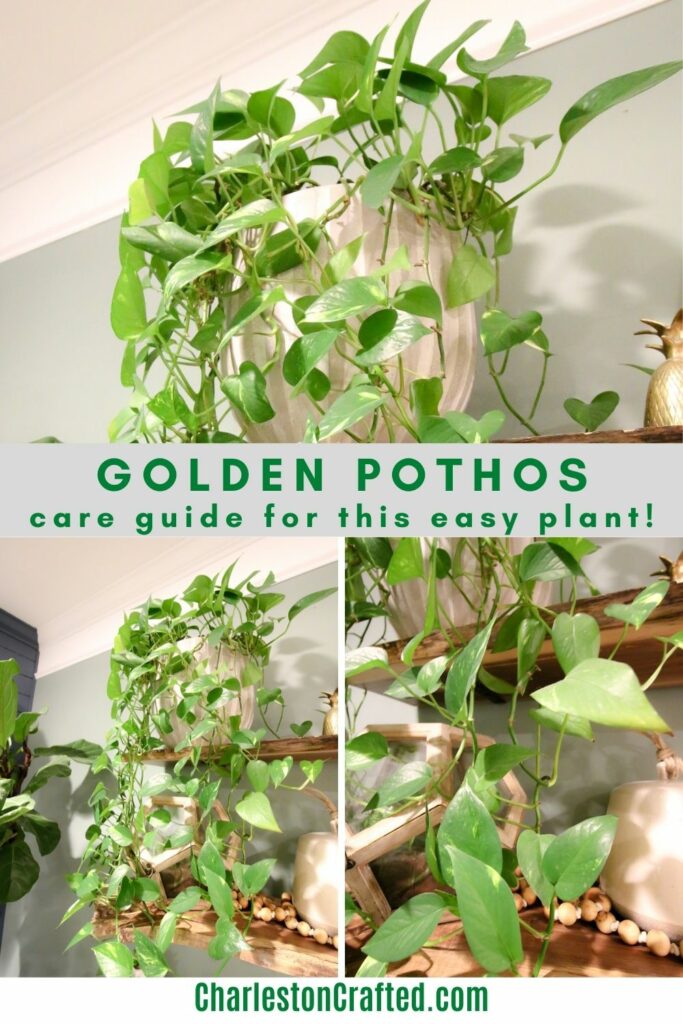 golden pothos plant care guide