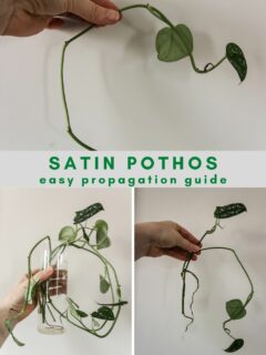 satin pothos propagation guide