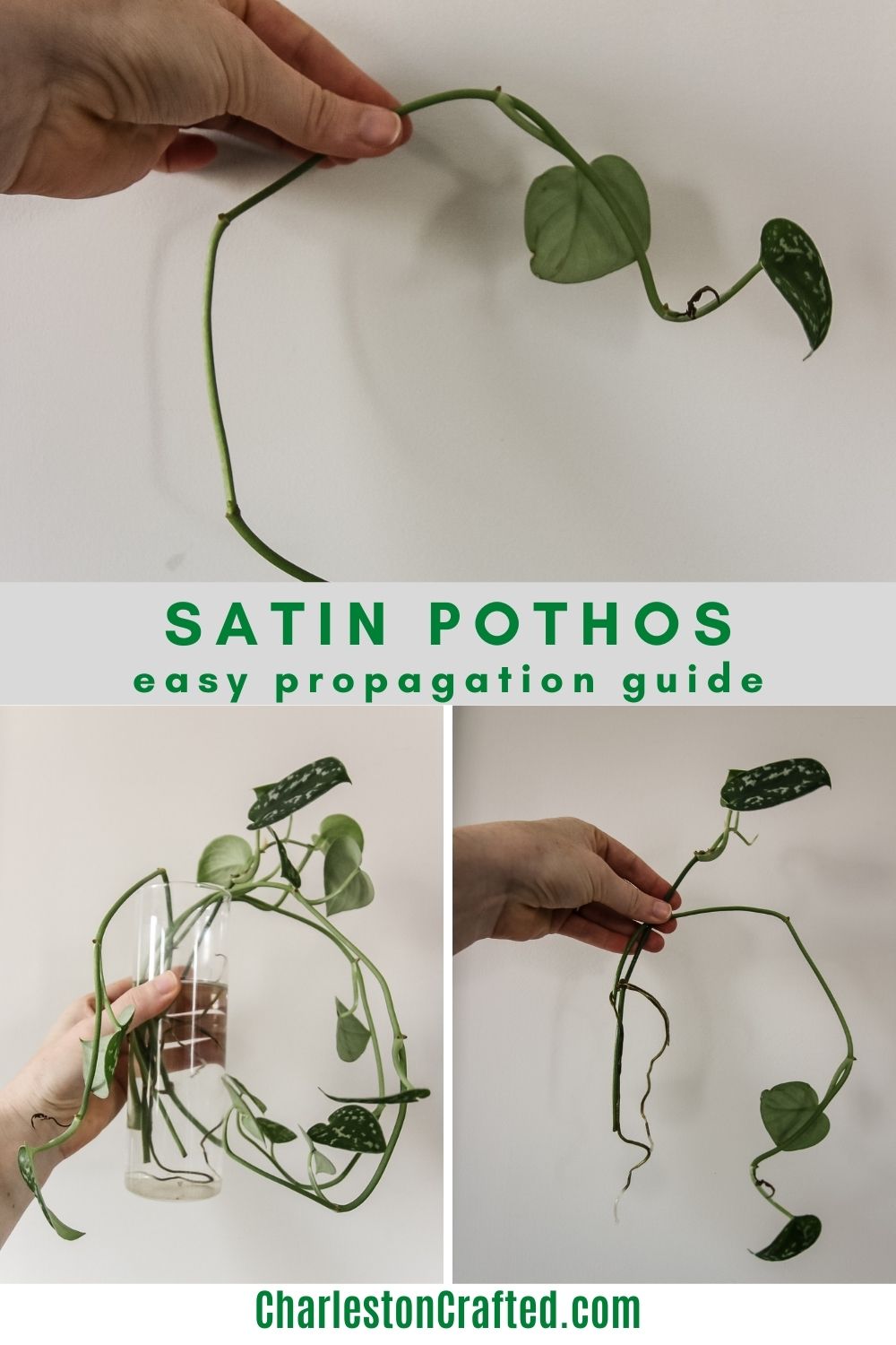 satin pothos propagation guide