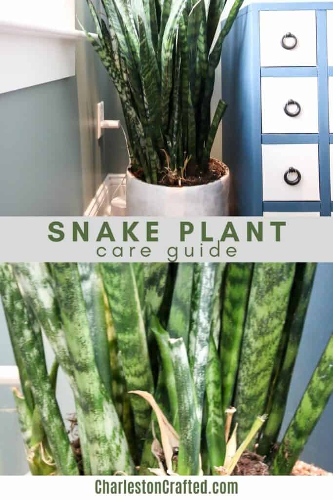 snake plant care guide