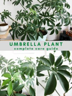 umbrella plant care guide