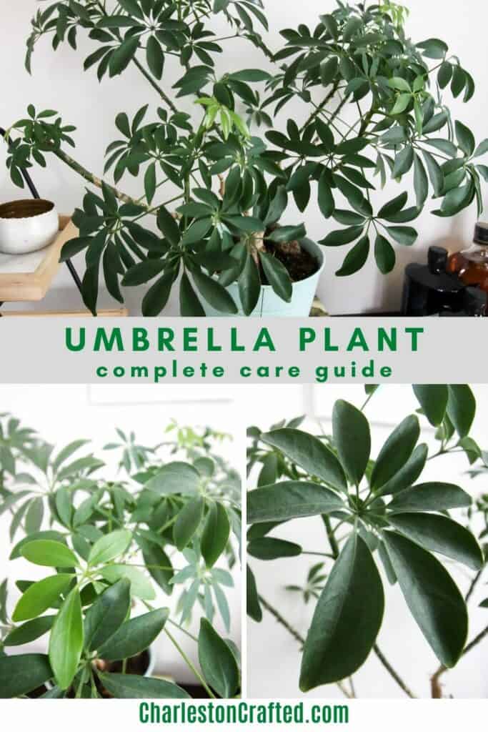 umbrella plant care guide