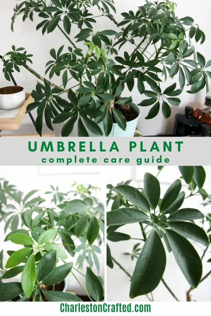 umbrella plant care guide