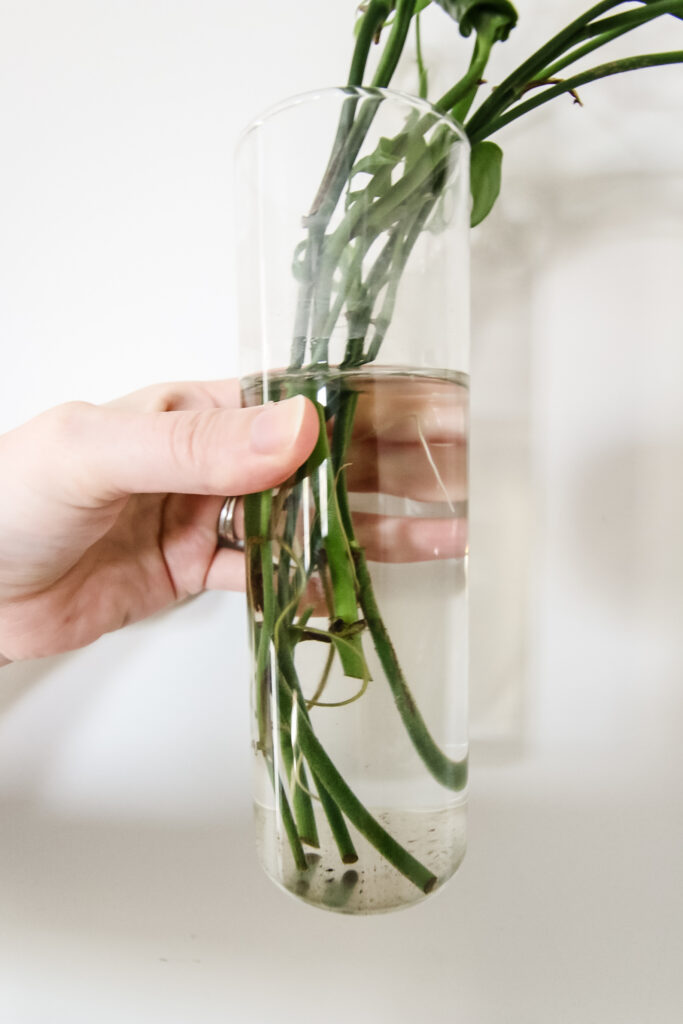 swiss cheese plant cuttings rooting in water