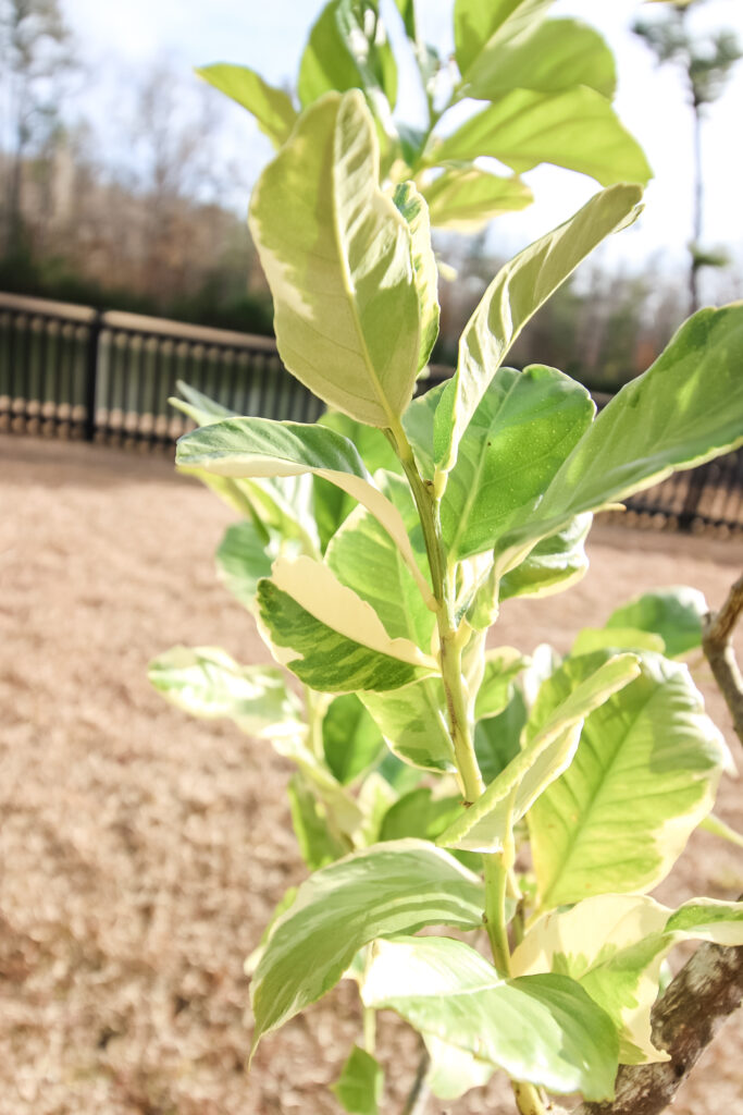 close up of leaves on variegated lemon tree