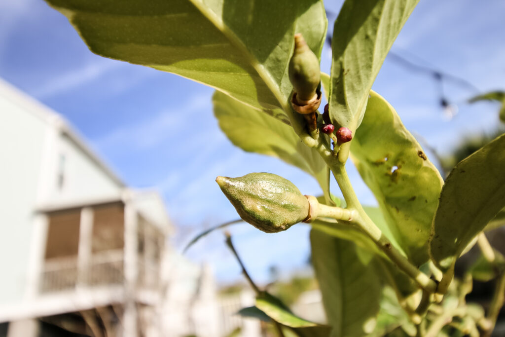 baby lemon and buds on variegated lemon tree