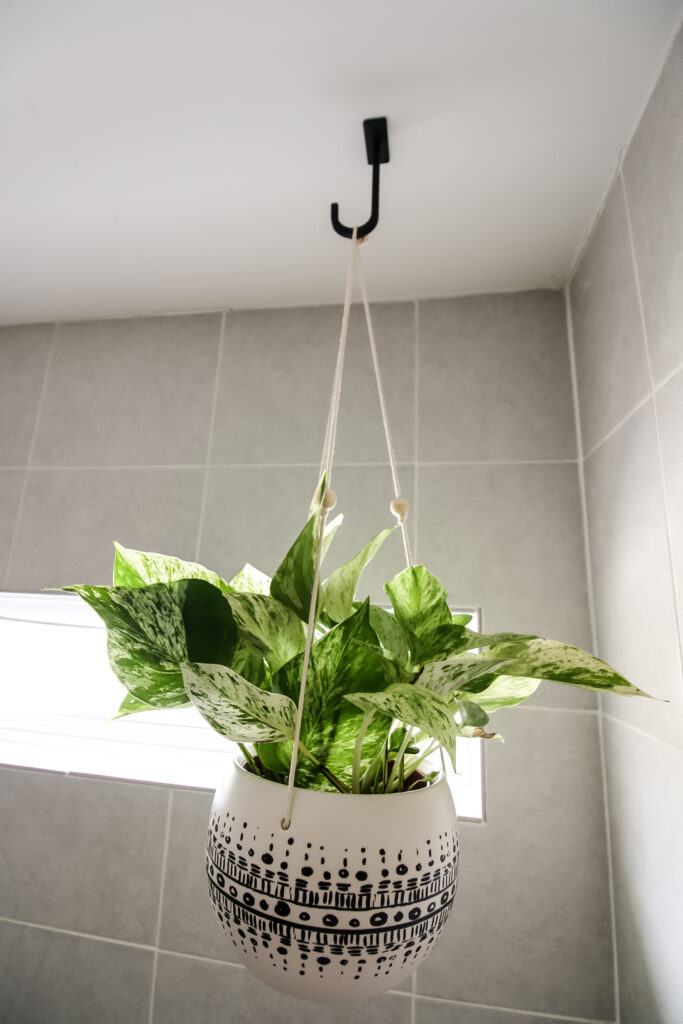Pothos hanging from National Hardware ceiling plant hook
