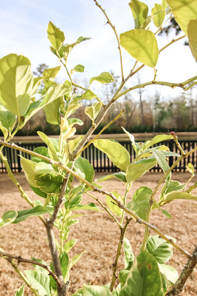 marbled leaves on variegated lemon tree