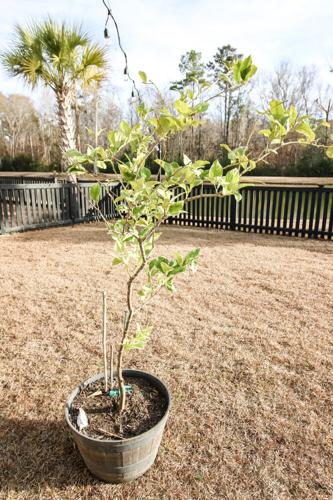 variegated lemon tree