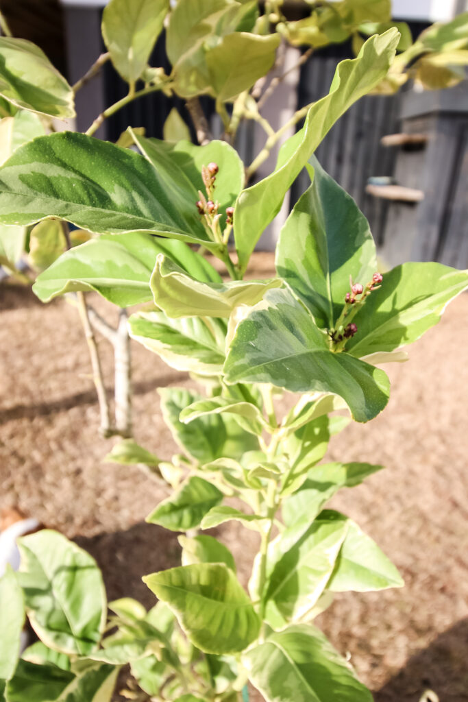 close up of variegated lemon tree