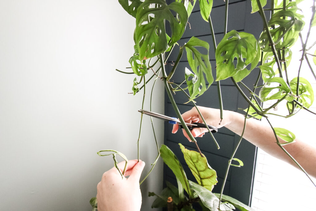 taking a cutting from a swiss cheese plant