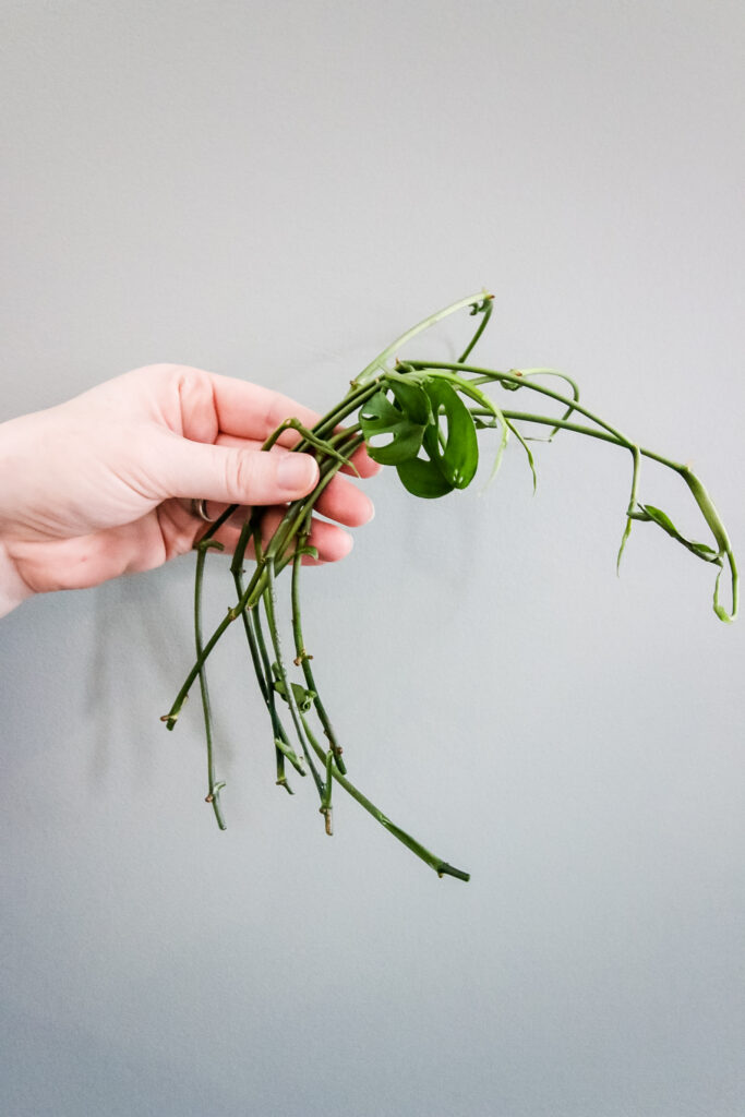 swiss cheese plant cuttings