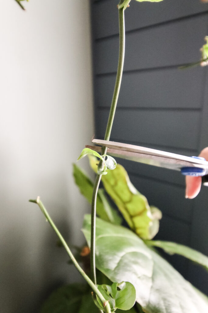 cutting a branch from a swiss cheese plant