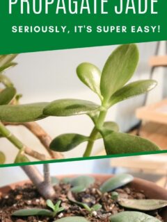 how to propagate jade