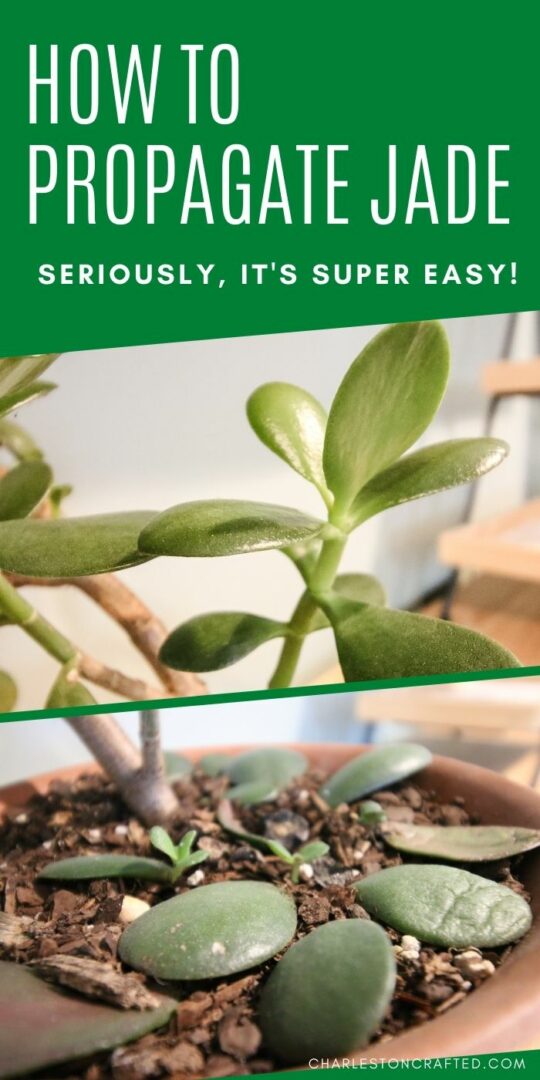 How to propagate jade - the easy way!