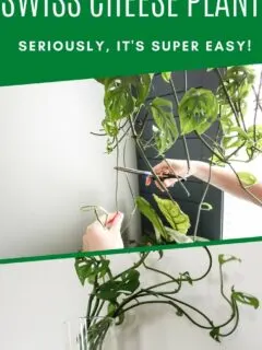 how to propagate swiss cheese plant