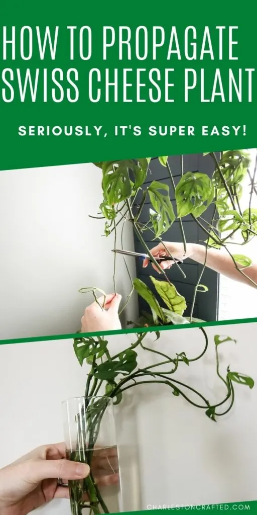 how to propagate swiss cheese plant