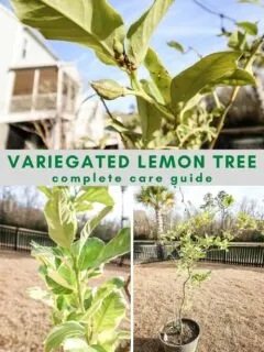 variegated lemon tree plant care guide