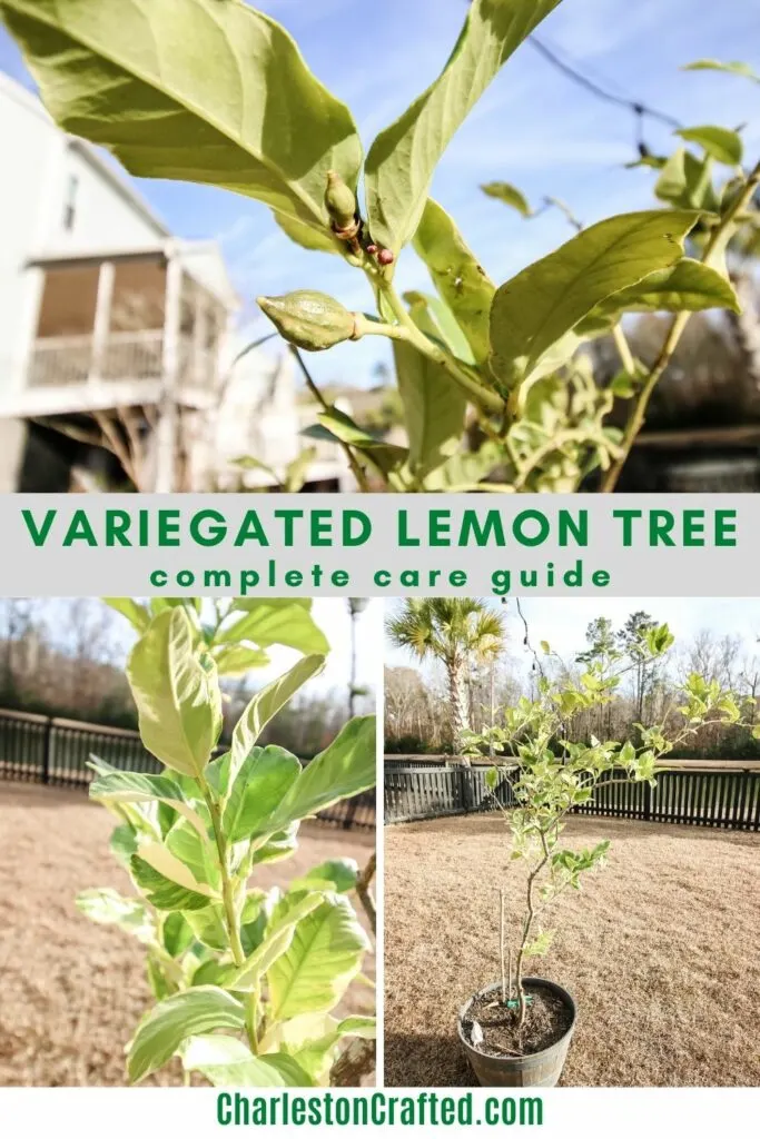 variegated lemon tree plant care guide