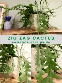 zig zag cactus plant care guide