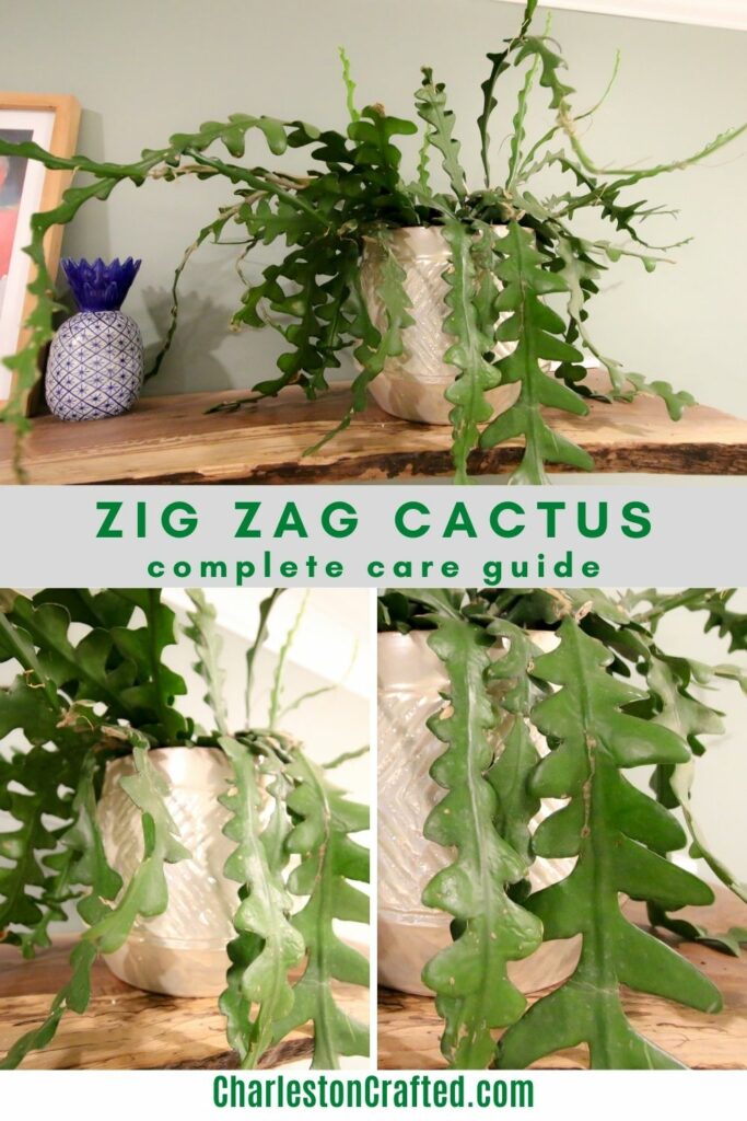 zig zag cactus plant care guide