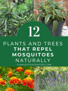 12 plants and trees that repel mosquitoes naturally