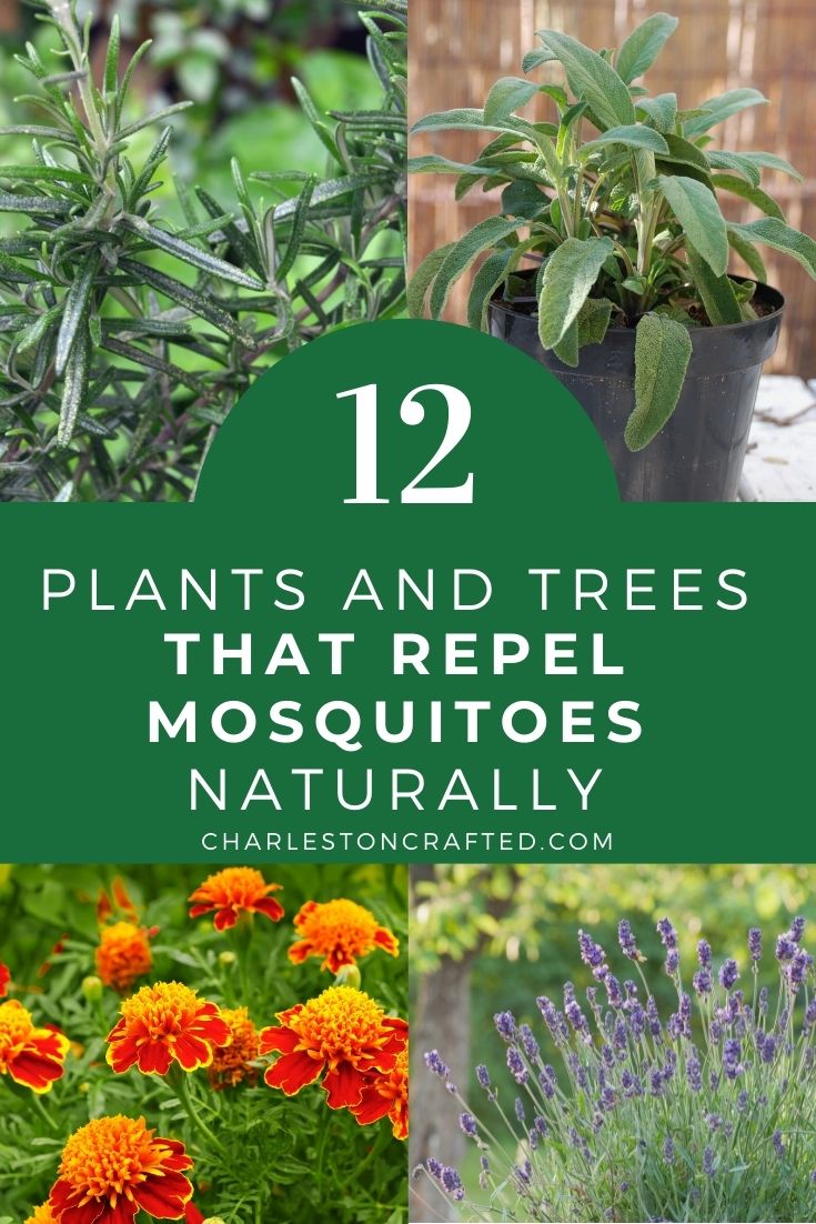 12 plants and trees that repel mosquitoes naturally