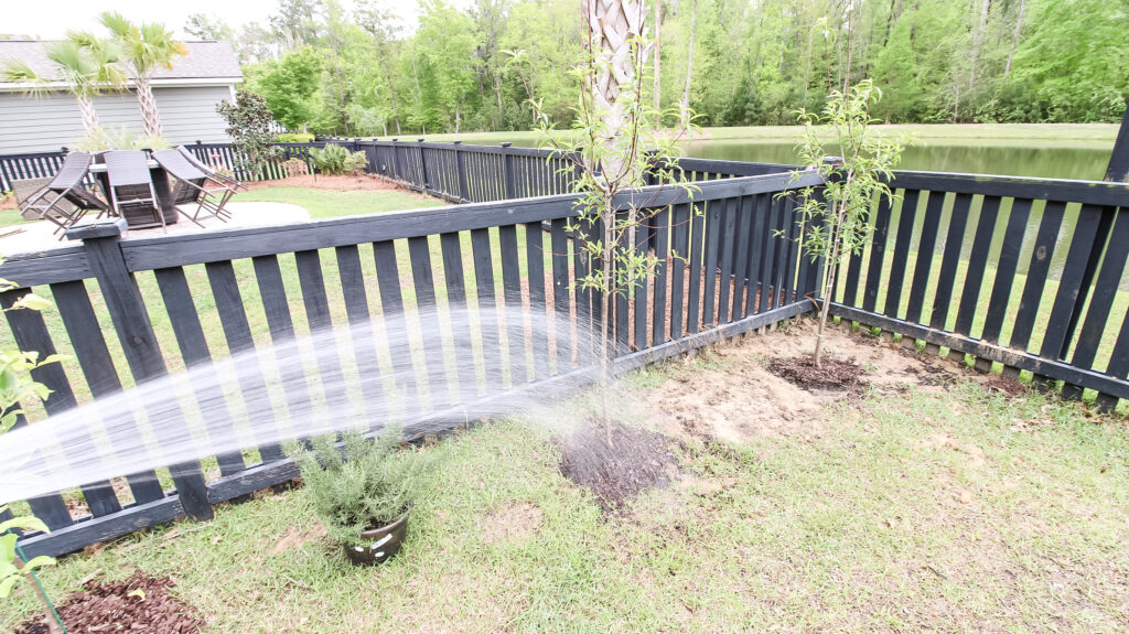 Watering tree in clay soil