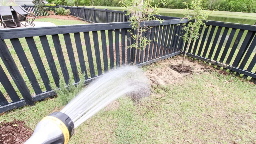 Watering tree after planting